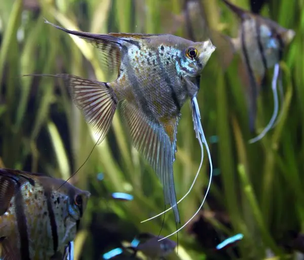Angelfish are cichlids, and as such can show a degree of aggression at times