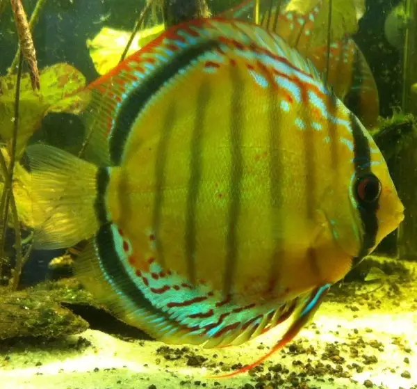 Discus like to spawn on upright surfaces