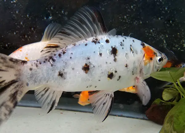 Shubunkins like common and comet goldfish are among the easiest fish to keep alive