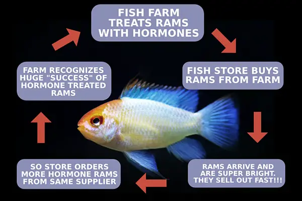 The self-perpetuating cycle that results in low quality, inbred, hormone treated, sickly German blue rams.