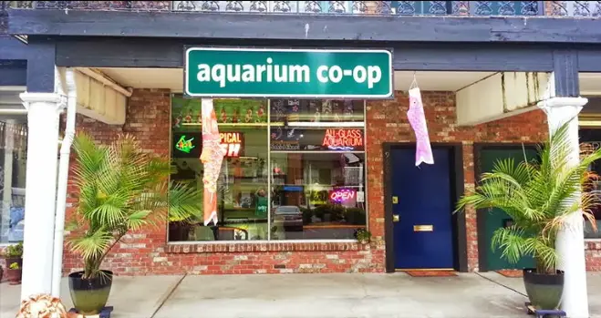 You can buy healthy fish from good local fish stores like the aquarium co-op in edmonds washington