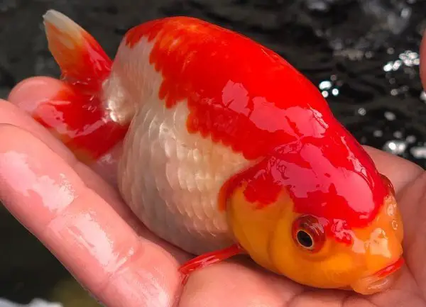 Red and white ranchu goldfish.