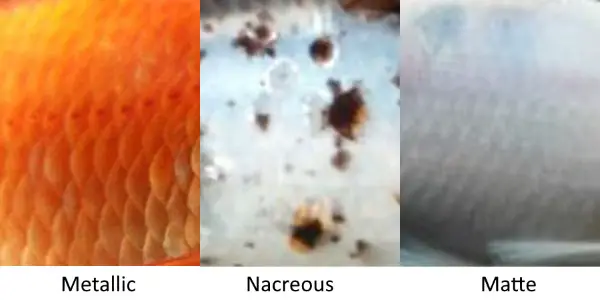 Goldfish scale types. Metallic, Nacreous, and Matte.