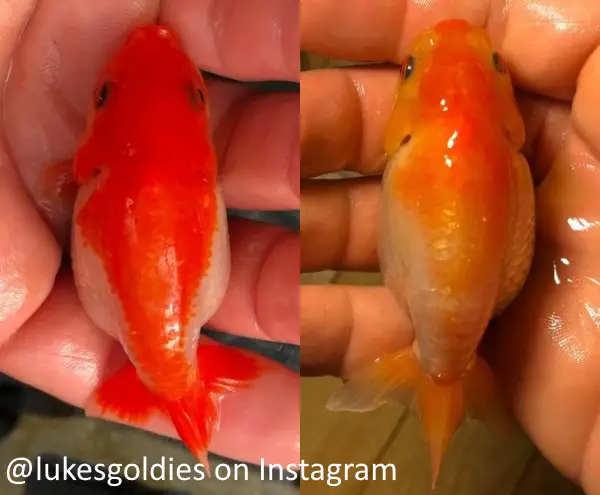 Red in ranchu goldfish fading to orange after being brought indoors.