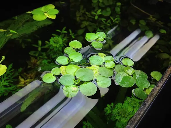 Amazon frogbit floating aquarium plant
