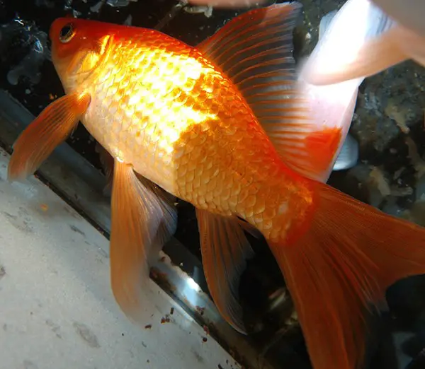 goldfish will let you know when there isn't enough oyxgen in the water by gulping at the surface