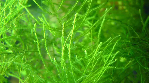 Baby sailfin mollies like to hide in java moss