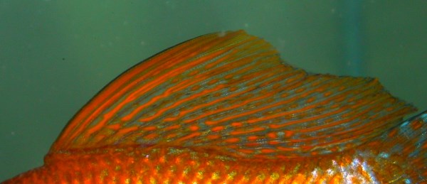 Male sailfin molly dorsal fin