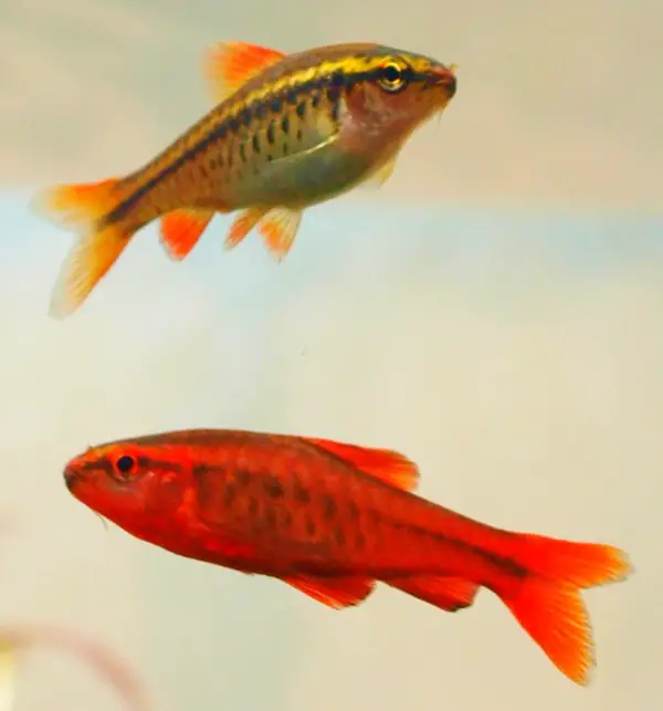 Male and female cherry barb