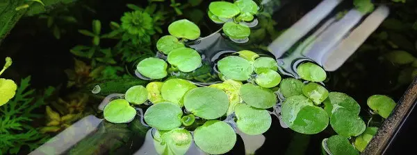 amazon frogbit floating plant