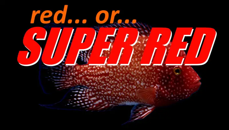 difference between red and super red texas cichlids