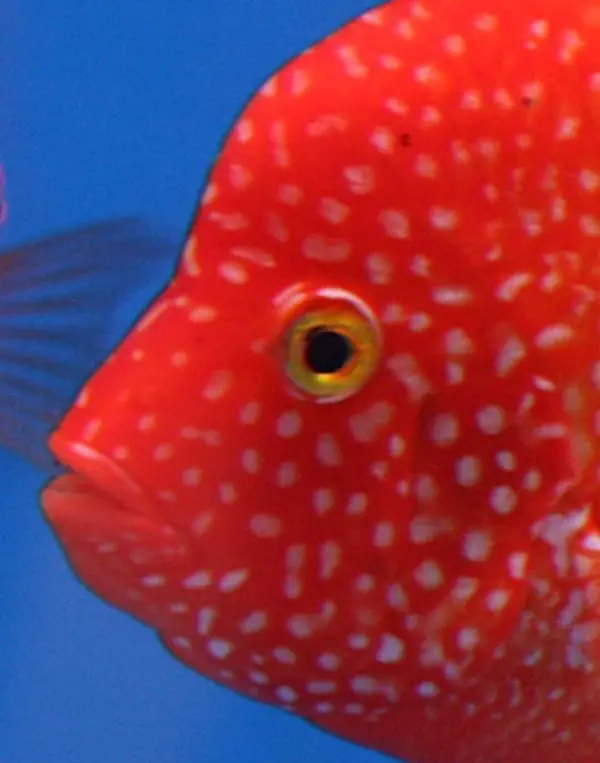 Red texas cichlid mouth