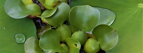 Water hyacinth floating plant