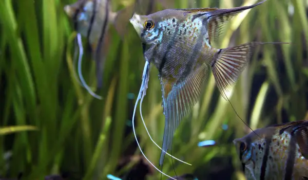 angelfish can be too delicate to be kept with oscars