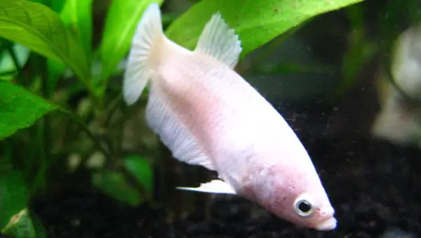 You can even see the ovipositor on this female betta if you look closely