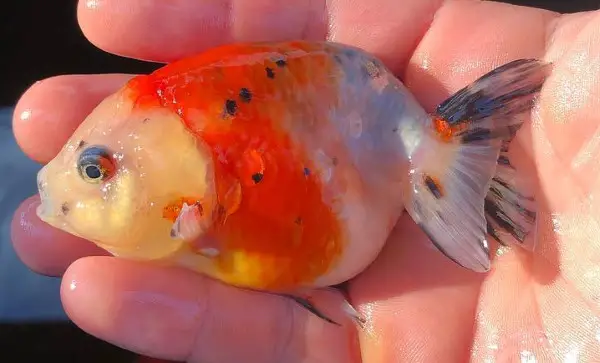 Calico ranchu goldfish