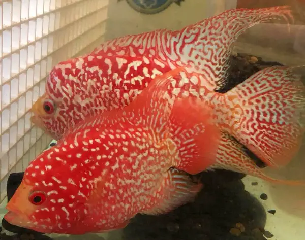 fireman's dream flowerhorn cichlid can be mistaken for a red texas cichlid