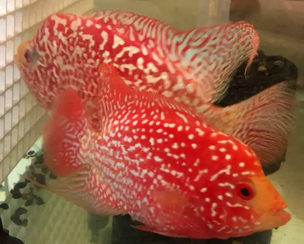 Amazing red coloration on Wuddy's fireman's dream flowerhorn cichlids