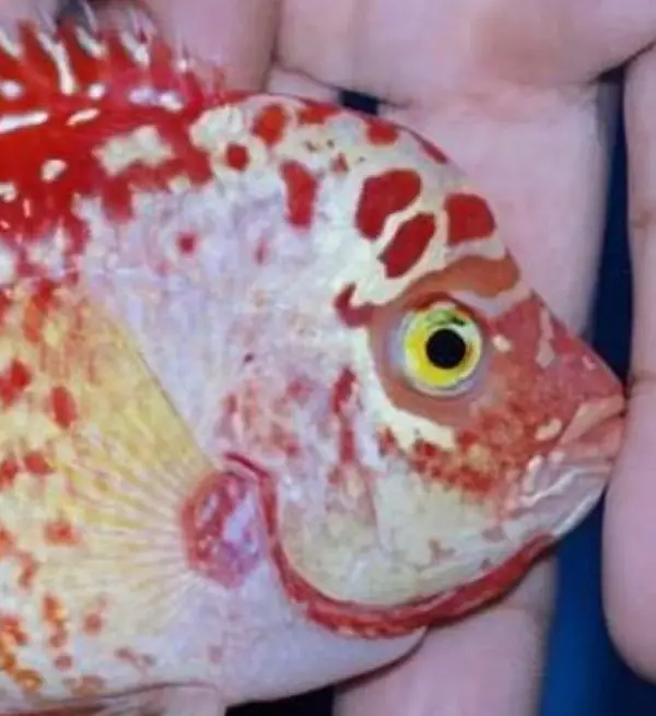 red texas cichlids have yellow eyes, whereas golden base fader flowerhorns have red eyes