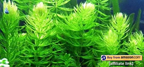 hornwort provides shelter and is good for aquarium fish