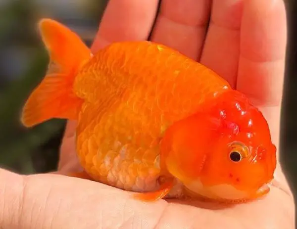 fancy goldfish are bad tank mates for oscars