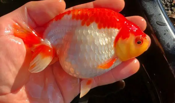 Red and white ranchu goldfish