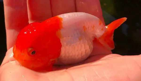 red and white ranchu goldfish