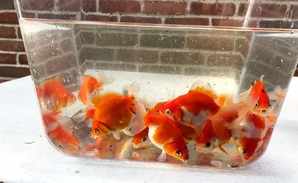 Baby ryukin goldfish
