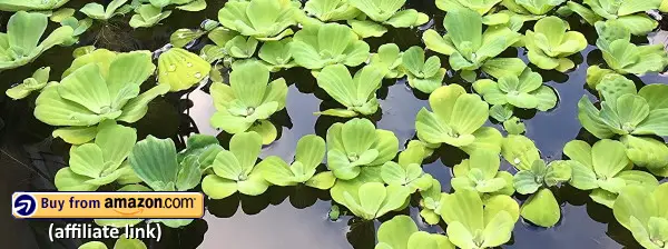 water lettuce grows fast and is good for aquarium fish