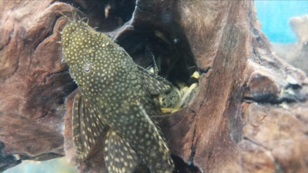bristlenose plecos are hardy and healthy algae eaters making them one of the easiest fish to keep