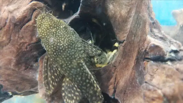 plecos and chinese algae eaters both have sucker mouths which is an example of convergent evolution