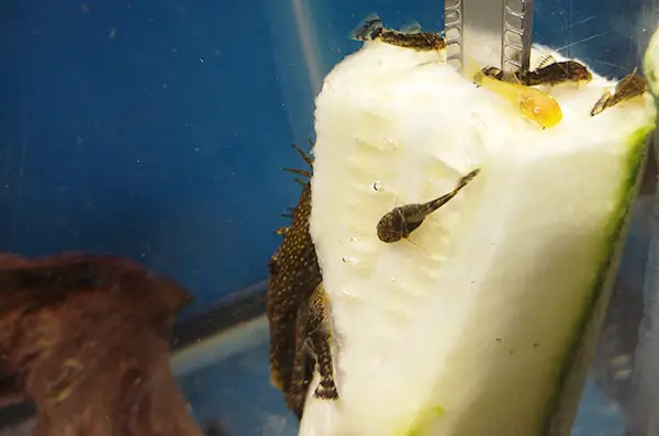 An adult bristlenose pleco and young bristlenose plecos eating zucchini