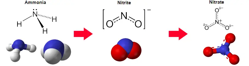 ammonia to nitrite to nitrate aquarium filtration process