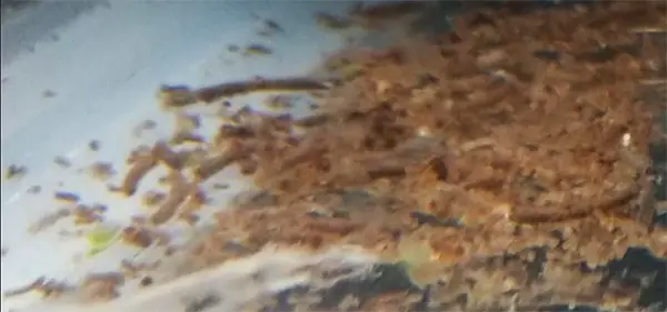 detritus build up on the bottom of a bare bottom aquarium
