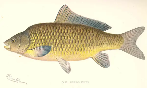 carp illustration by Freshwater and Marine Image Bank by the University of Washington