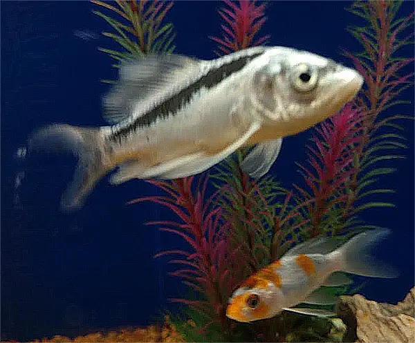 baby koi are often sold along side goldfish