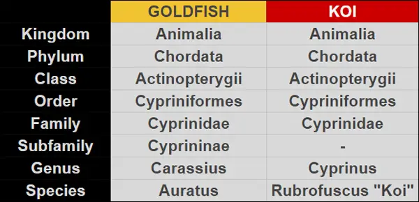 koi vs goldfish scientific classification