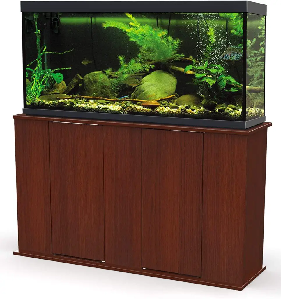 discus need a tall aquarium to feel comfortable