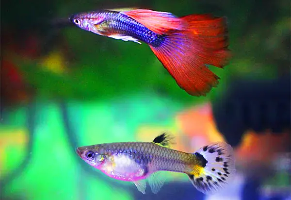 guppies die so fast because they are often raised in brackish water