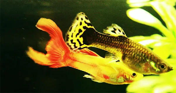 colorful guppies
