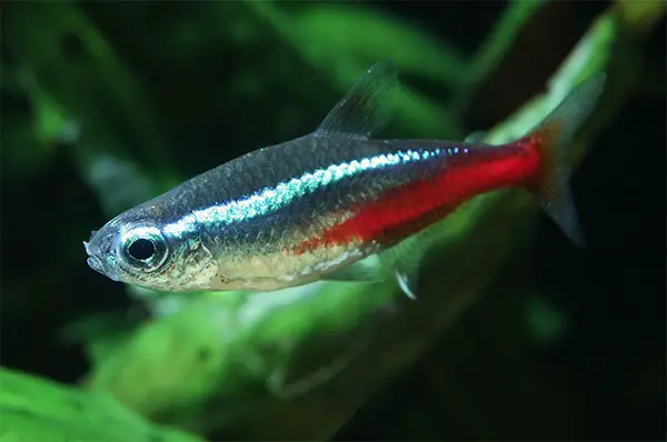 neon tetras are far too small to be kept with oscars