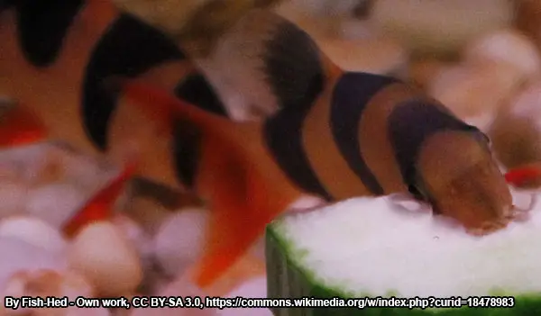 clown loaches can get big enough to be kept with oscars