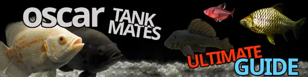 oscar tank mates