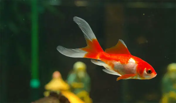 goldfish are not good tank mates for cherry shrimp