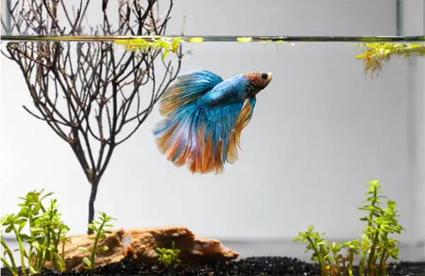 long finned betta male with angelfish