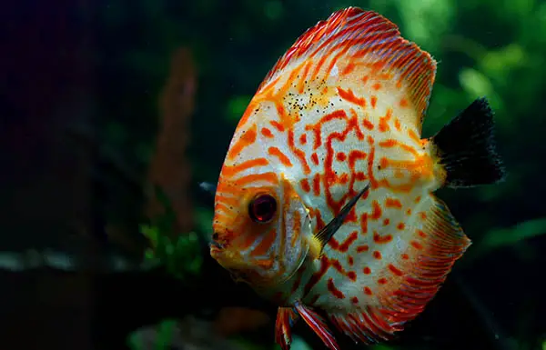 discus peppering black background