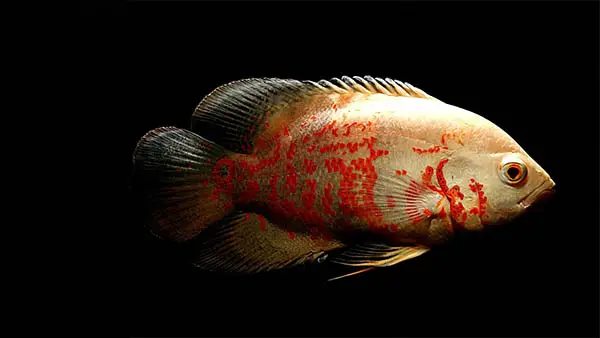 oscar fish cichlid