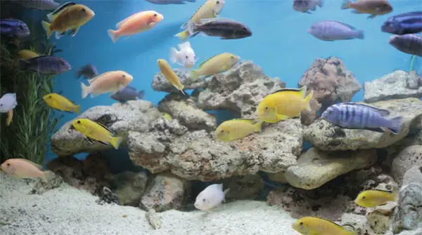 use rock placement to manage cichlid aggression
