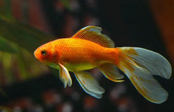 orange goldfish with long and flowing fins