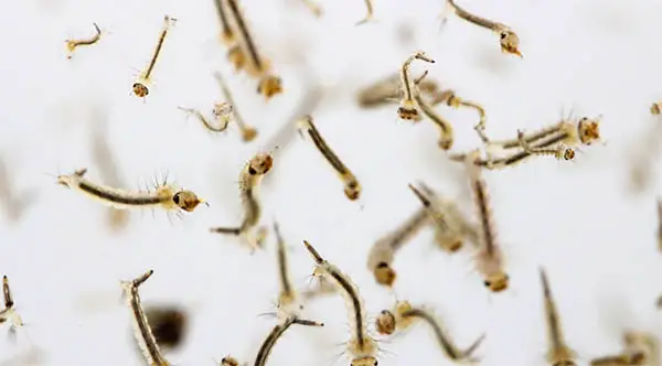 magnified mosquito larvae
